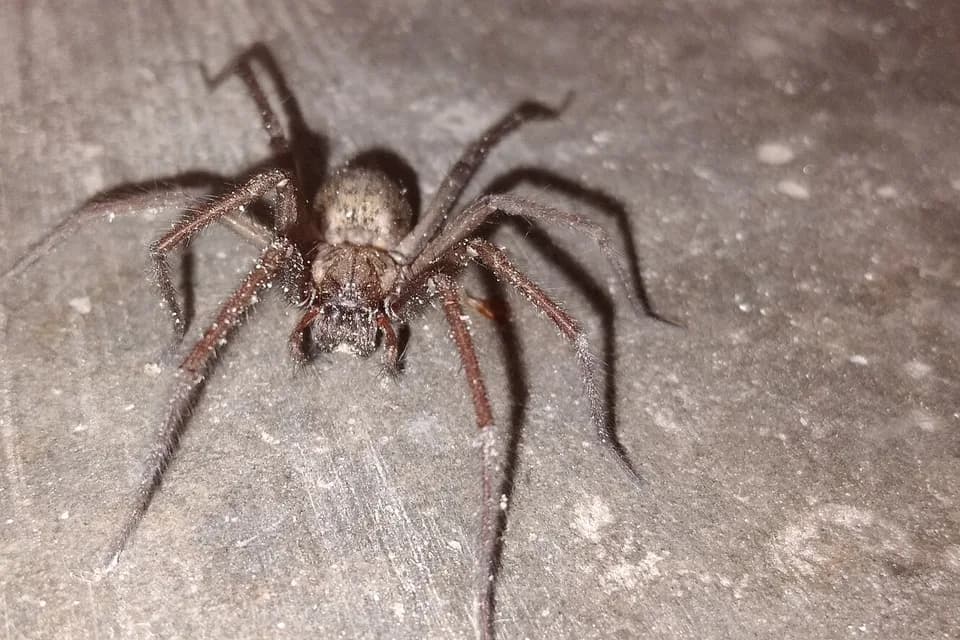 Araignée de maison sur un sol en béton