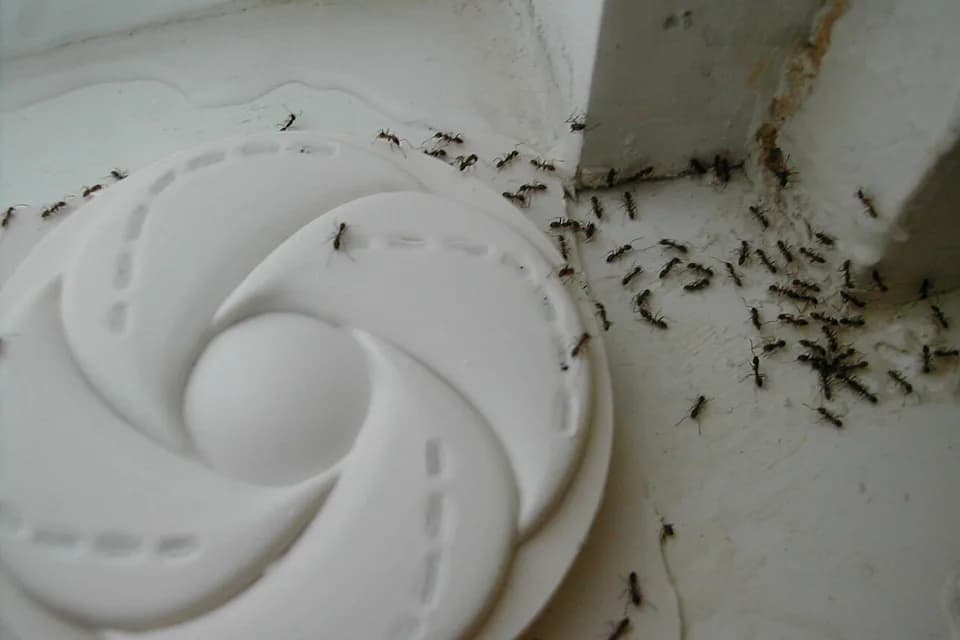 Traînée de fourmis sur un plan de travail clair
