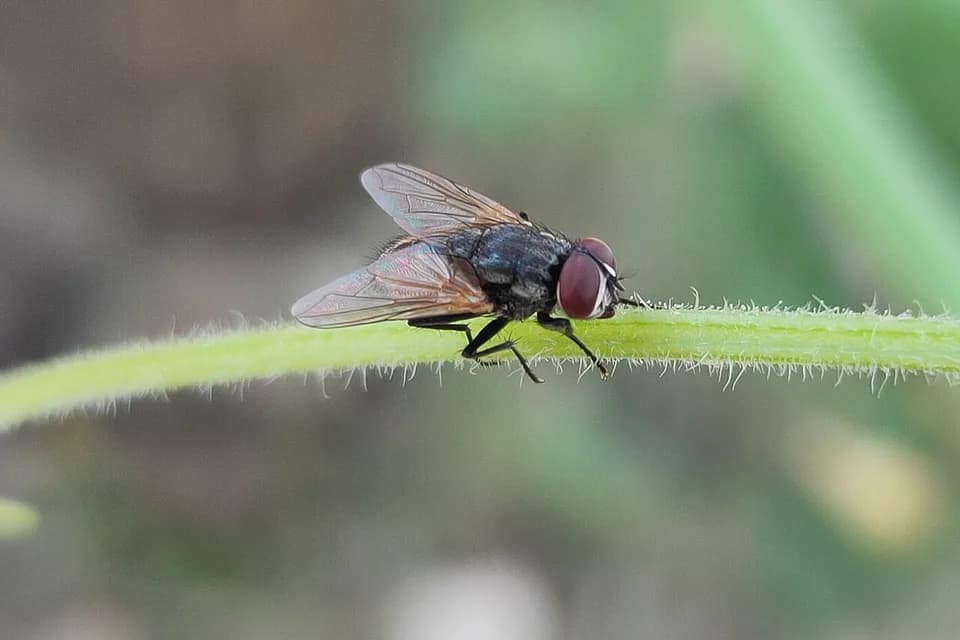 Mouche domestique posée sur une tige