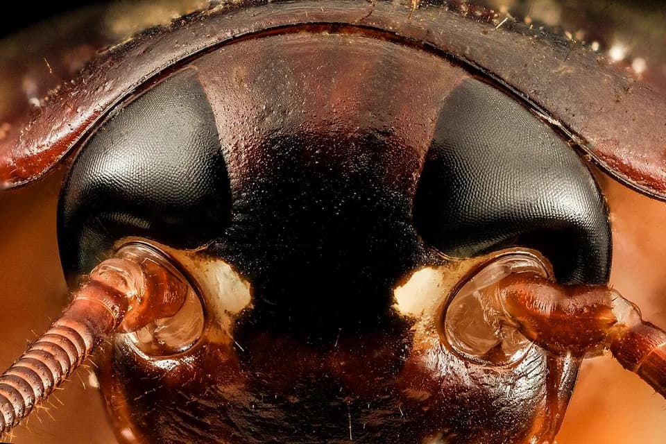 Tête de blatte en gros plan, pièces buccales et antenne