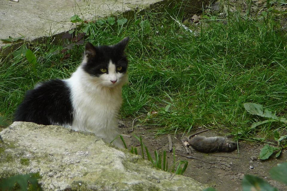 Chat guettant une souris au bord d’un muret