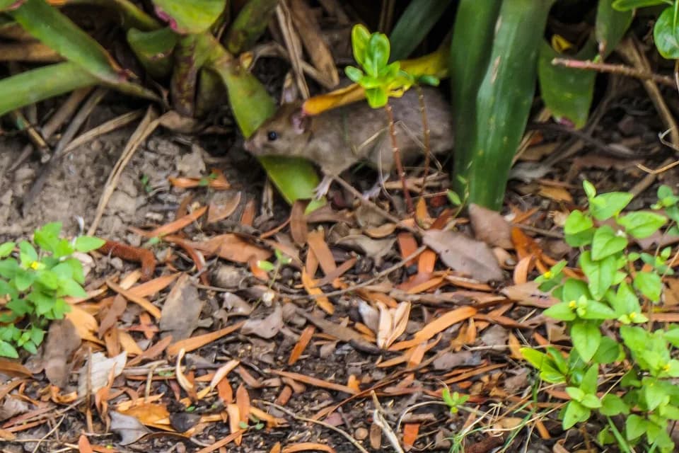 Souris dans un massif, au milieu des feuilles mortes