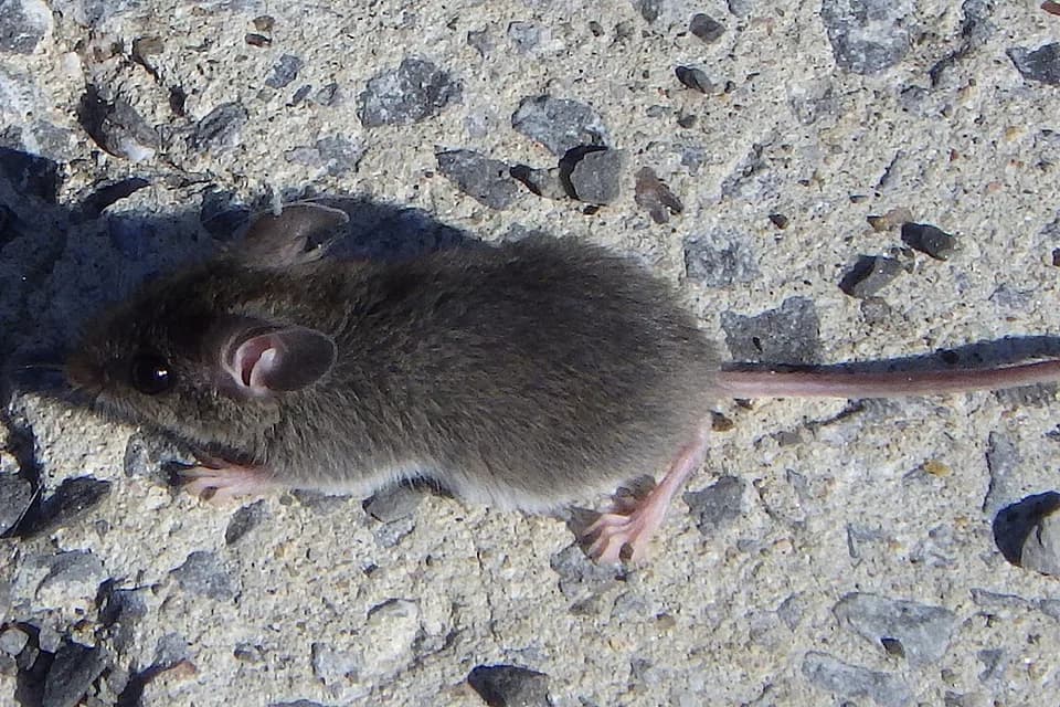 Souris grise sur un sol bétonné