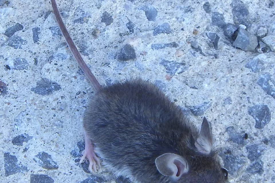 Souris vue de dessus sur du gravier