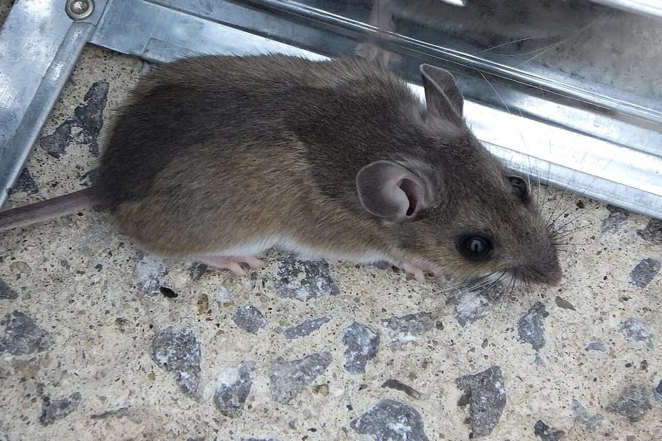 Souris circulant le long d’un rail métallique, contre un mur