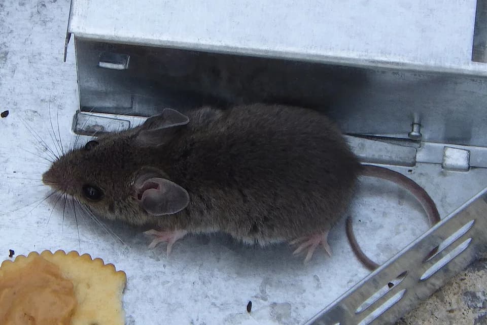 Souris près d’un morceau de biscuit, dans un local