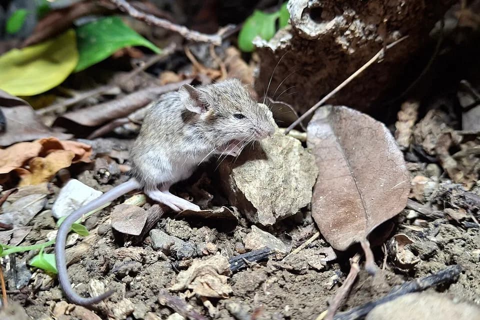 Souris sortant d’un abri, entre pierres et feuilles