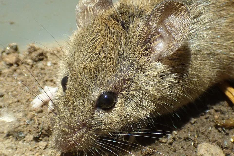 Museau de souris en gros plan