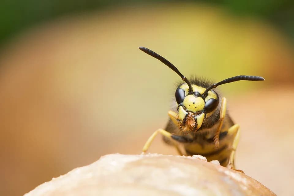 Guêpe posée sur un fruit