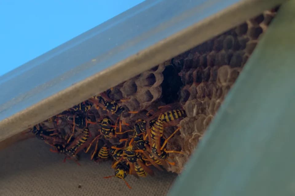 Nid de guêpes sous un débord de toiture