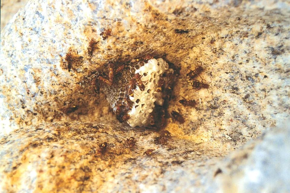 Nid de guêpes logé dans une cavité de pierre