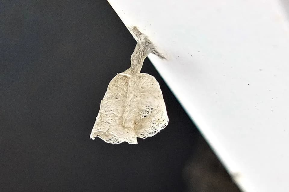 Nid de guêpes en papier accroché sous un rebord