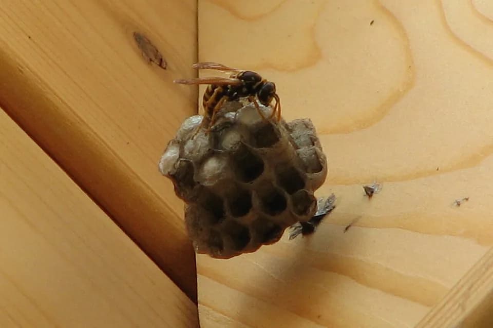 Nid de guêpes contre une charpente en bois