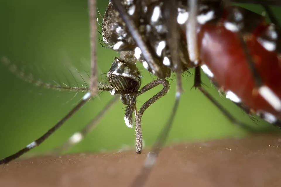 Moustique tigre sur une peau, abdomen rayé bien visible