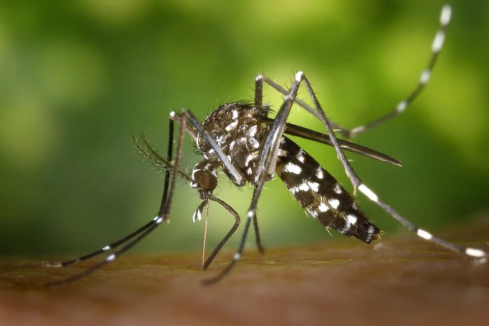 Moustique tigre sur une main, végétation en arrière-plan