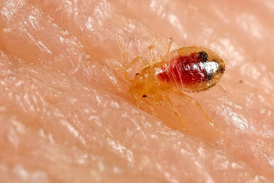 Jeune punaise de lit gorgée de sang sur une peau