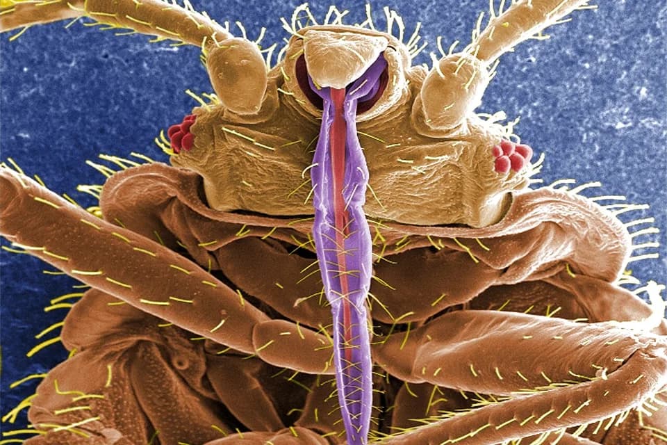 Rostre d’une punaise de lit au microscope électronique, image colorisée