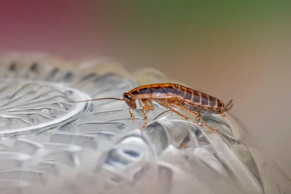 Blatte germanique vue de près sur une surface vitrée