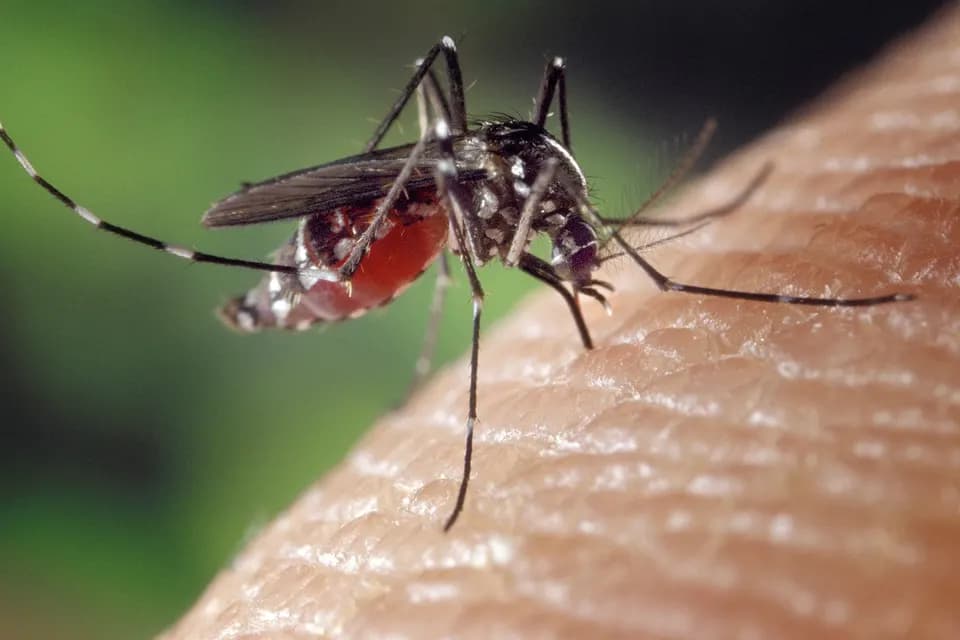 Moustique tigre (Aedes albopictus) posé, rayures noires et blanches visibles