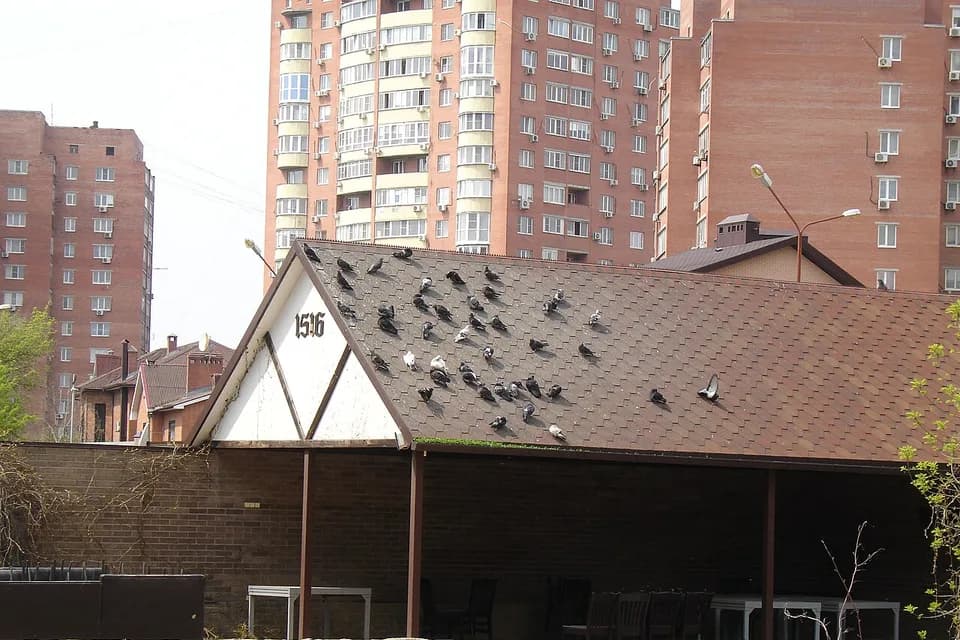 Colonie de pigeons posée sur une toiture