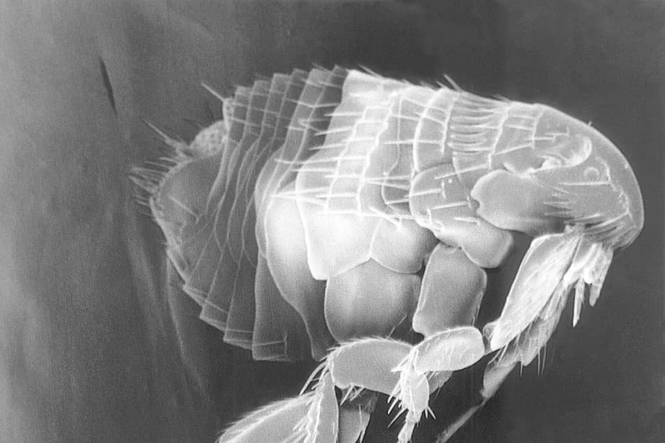 Puce adulte photographiée au microscope électronique