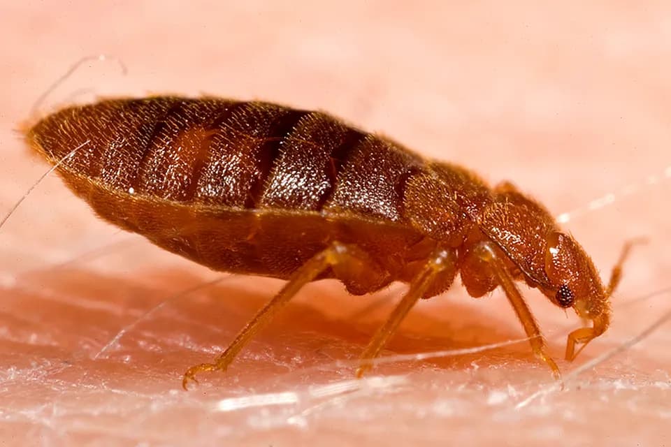Punaise de lit adulte (Cimex lectularius) en gros plan