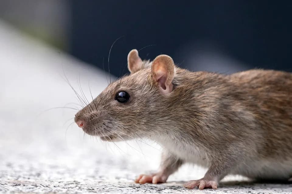 Rat brun (Rattus norvegicus) de profil en milieu urbain