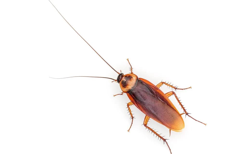 Blatte américaine vue de trois quarts, ailes le long du corps